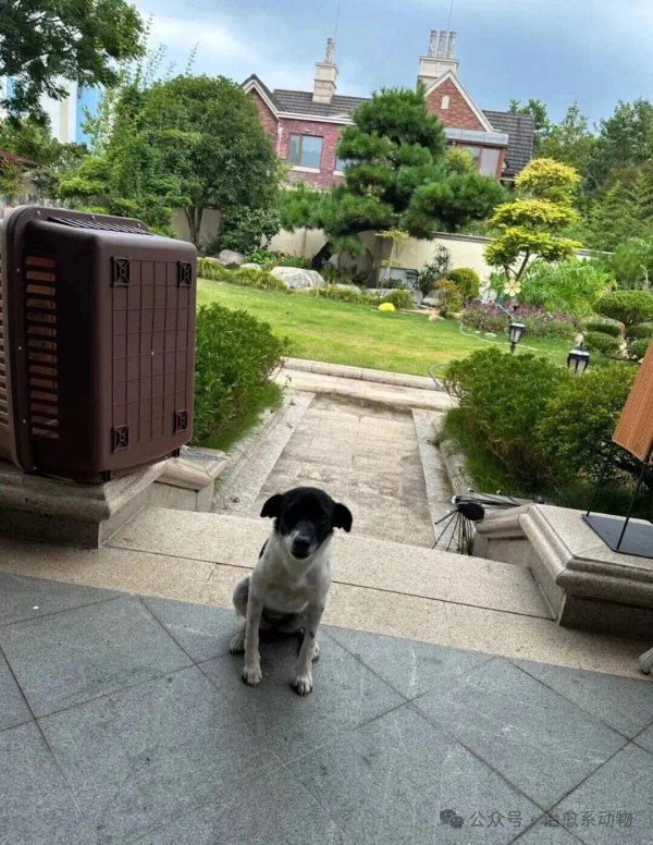 配资股票 家里来了只流浪狗，网友将它收养还给它盖了个房子…狗生赢家啊！